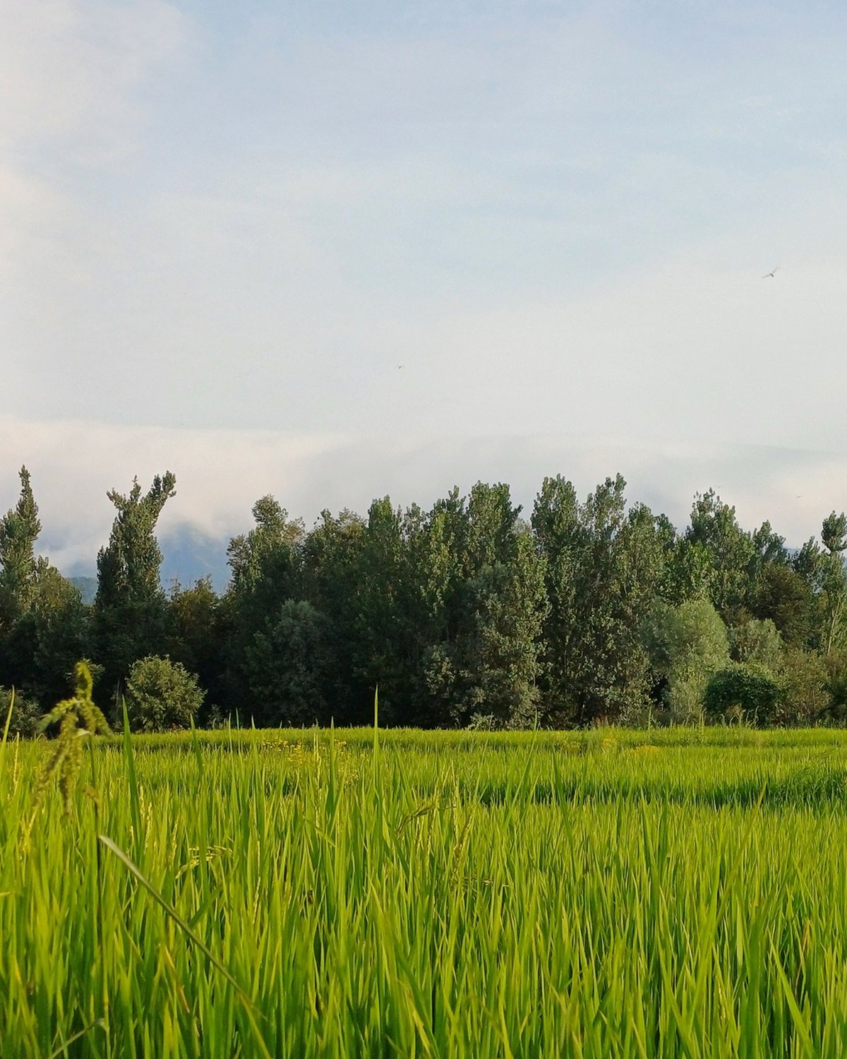 Paddy field with a tree line and hazy Karavali sky — a Coastal Karnataka landscape.