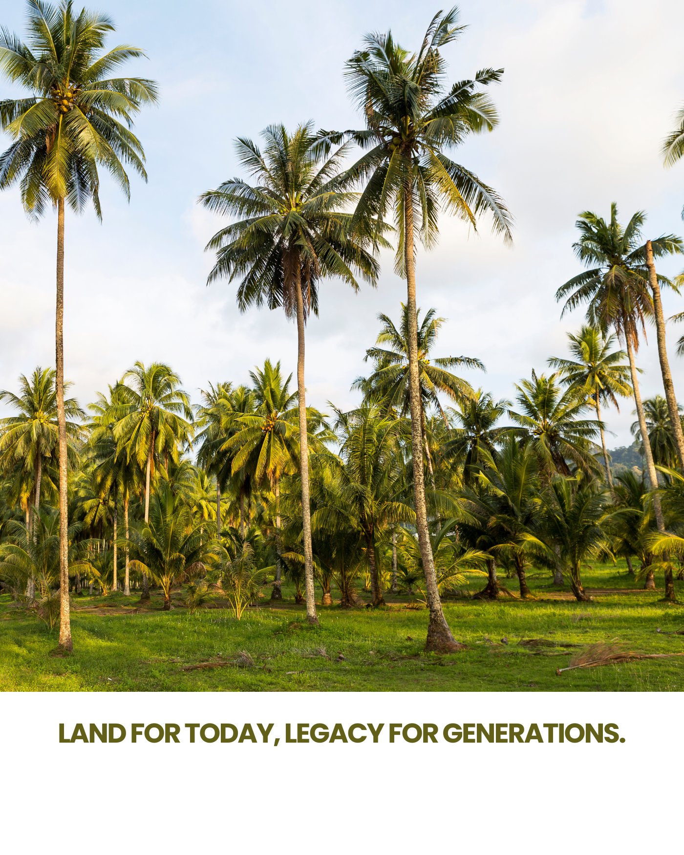 Coconut grove landscape — land for today, legacy for generations.