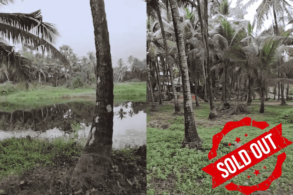 Beautiful coconut farm by Sowparnika river
