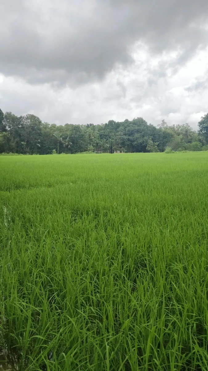 Riverside Farmland for Sale image 6