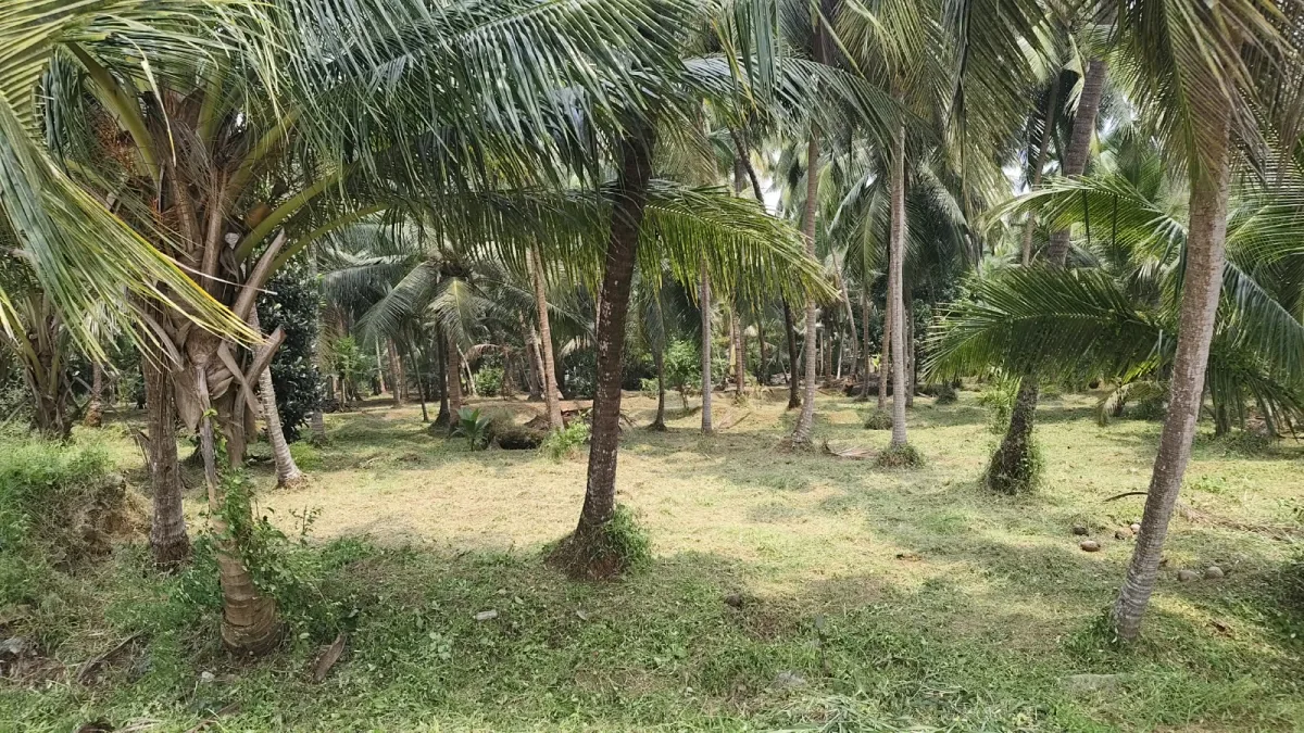 1.21 Acre Riverfront Property for Sale in Brahmavar, Udupi image 2
