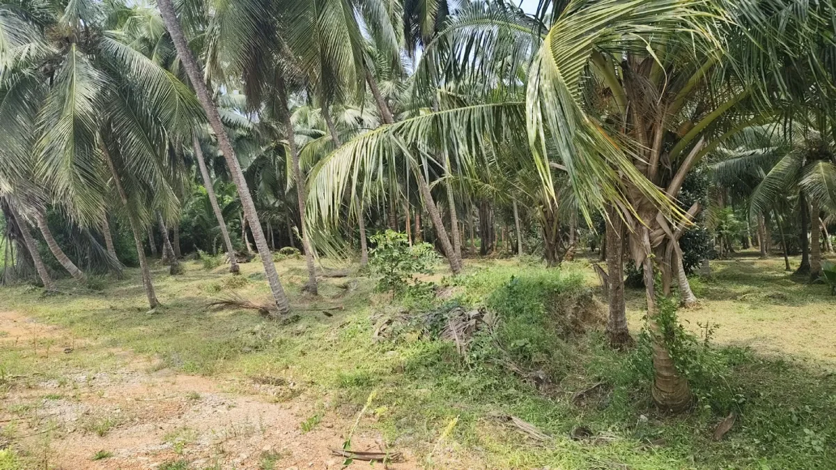 1.21 Acre Riverfront Property for Sale in Brahmavar, Udupi image 3