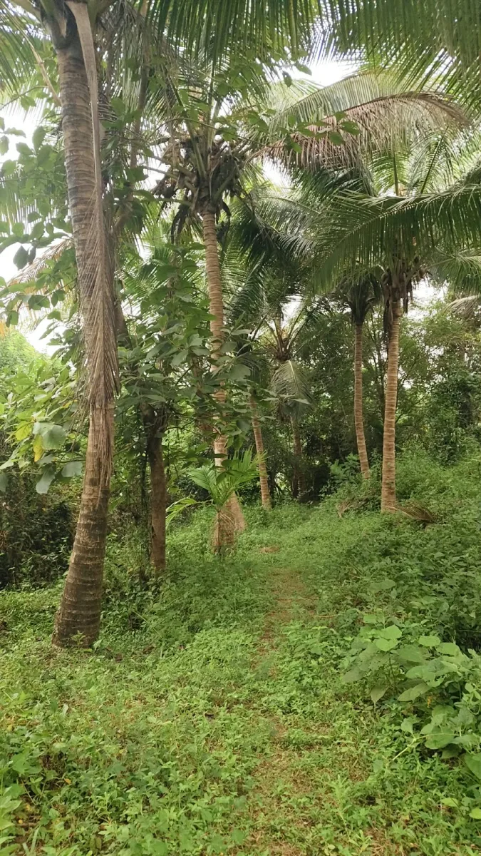 Riverfront farmland for sale in Parika, Athradi, Udupi image 3