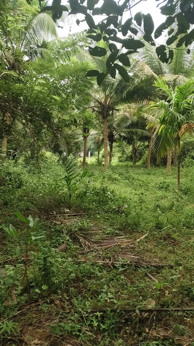 Riverfront farmland for sale in Parika, Athradi, Udupi image 4