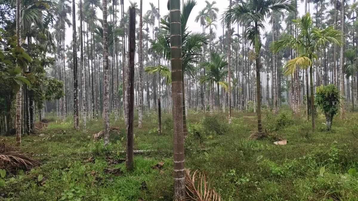2-Acre River-Facing Farmland for Sale in Thadekallu image 2