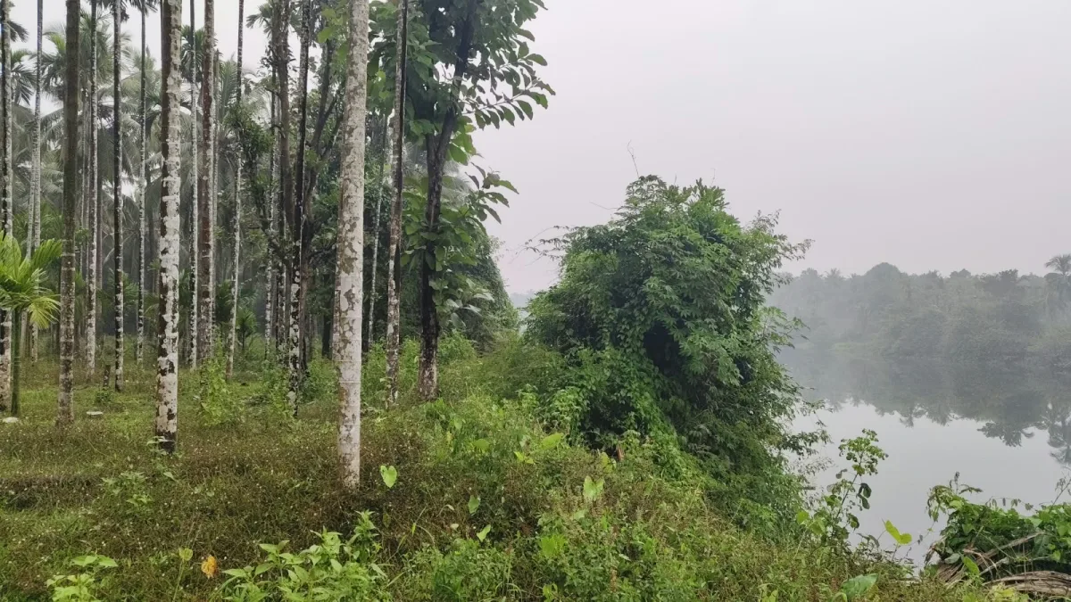 2-Acre River-Facing Farmland for Sale in Thadekallu