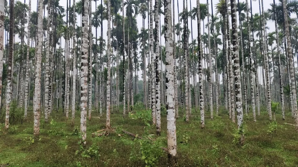 2-Acre River-Facing Farmland for Sale in Thadekallu image 3