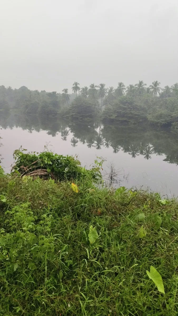 2-Acre River-Facing Farmland for Sale in Thadekallu image 4