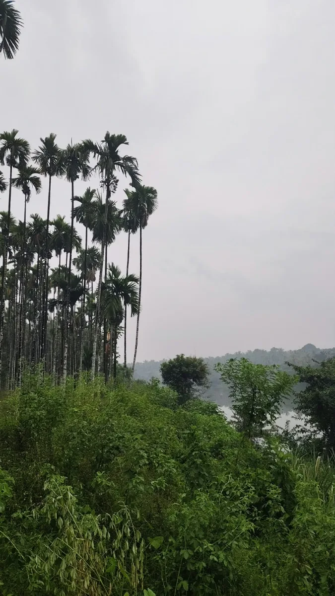 2-Acre River-Facing Farmland for Sale in Thadekallu image 5