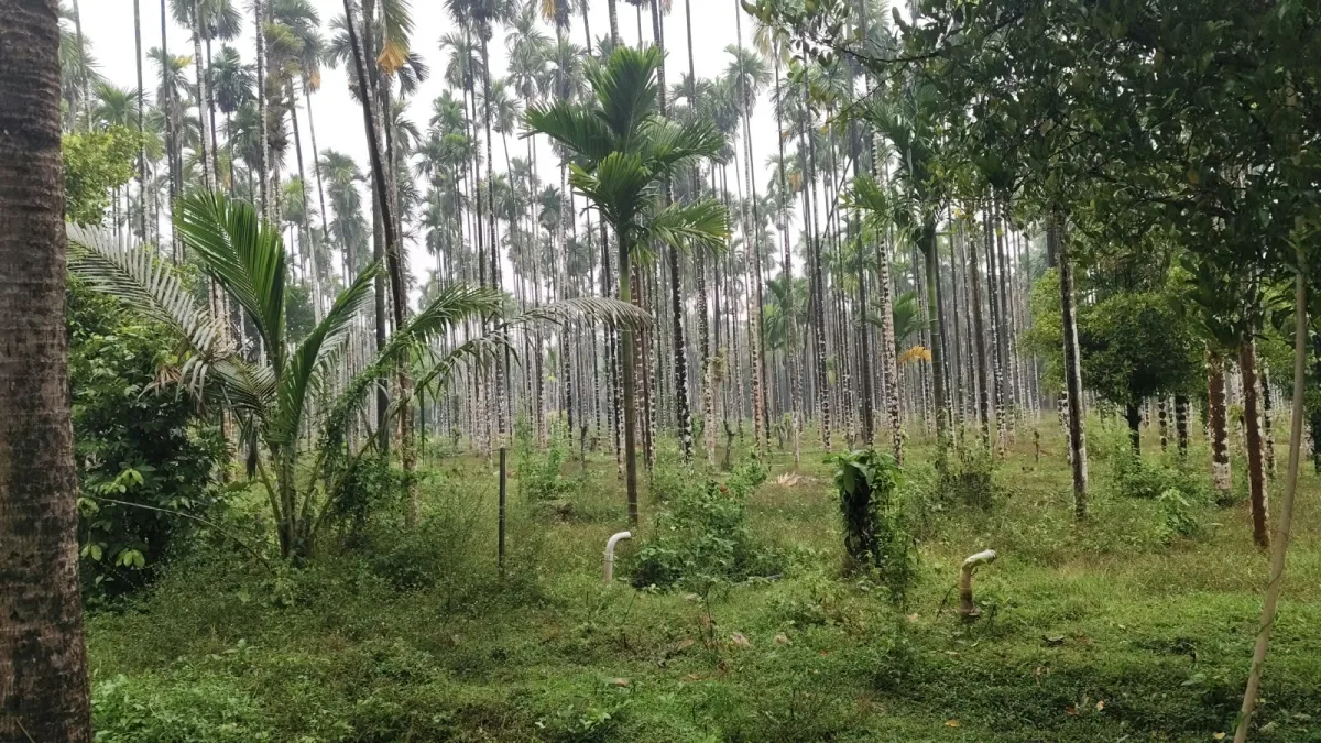 2-Acre River-Facing Farmland for Sale in Thadekallu image 6