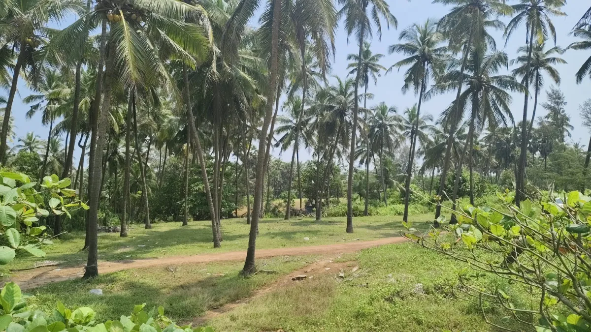 26-Cent Beach-Facing Land for Sale in Korvadi image 3