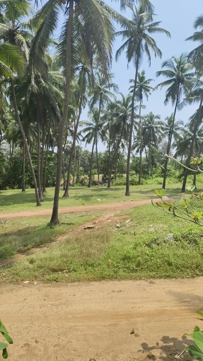 26-Cent Beach-Facing Land for Sale in Korvadi image 4