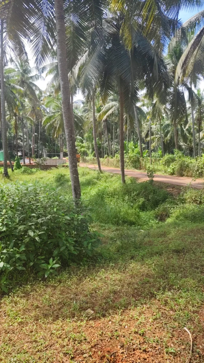 1.25-Acre River-Facing Farmland for Sale in Trasi image 2