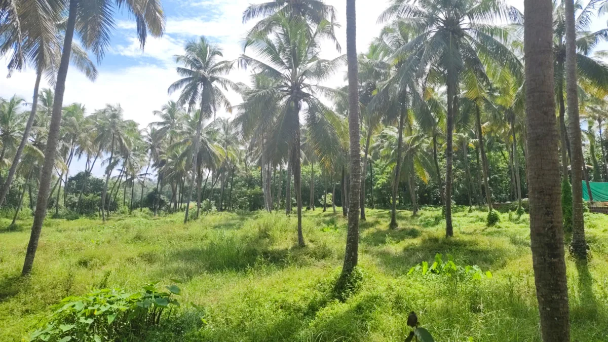 1.25-Acre River-Facing Farmland for Sale in Trasi image 5