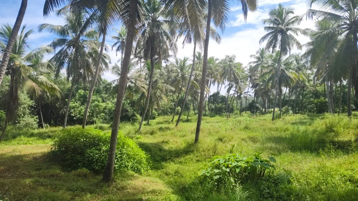 1.25-Acre River-Facing Farmland for Sale in Trasi image 6