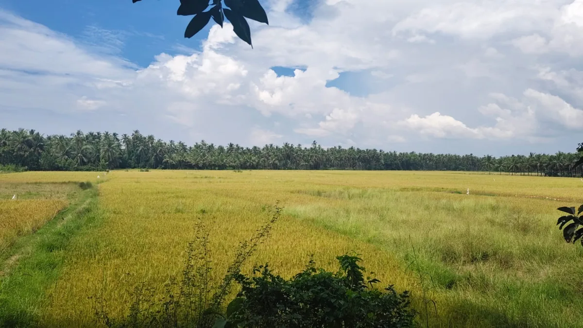 4.50-Acre River-Facing Farmland for Sale in Trasi image 3